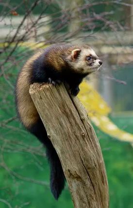 Ferret Family - The European polecat, photo by Peter Trimming