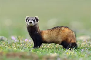 Ferret Family - The Steppe polecat