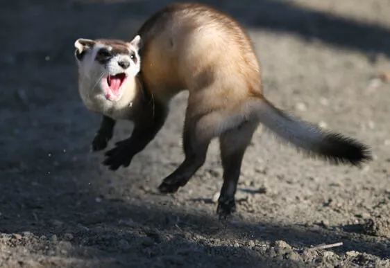 Ferret Family - The black-footed ferret (Mustela nigripes)