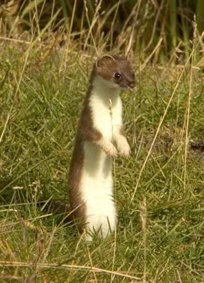 Ferret Family - The short-tailed weasel (Mustela erminea), also called a stoat or ermine