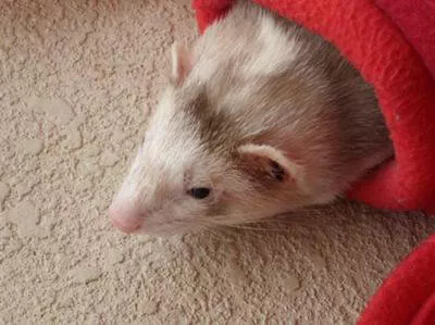 Ferret of the Month - Bartleby