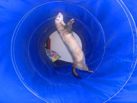 Ferret of the Month - Honey