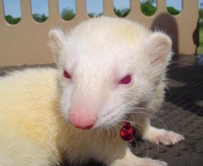 Ferret of the Month - King Satan Fragle