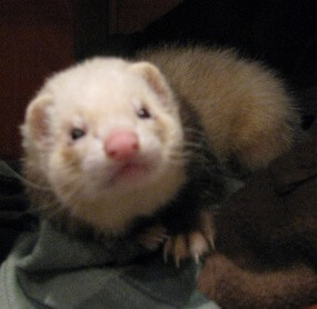 Ferret of the Month - Moe