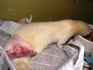 Ferret of the Month - Morphine 2