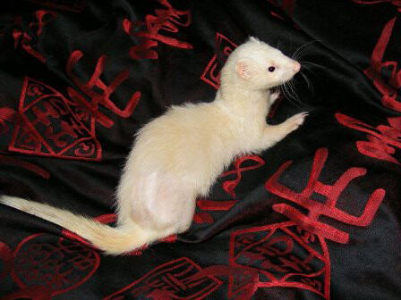 Ferret of the Month - Morphine