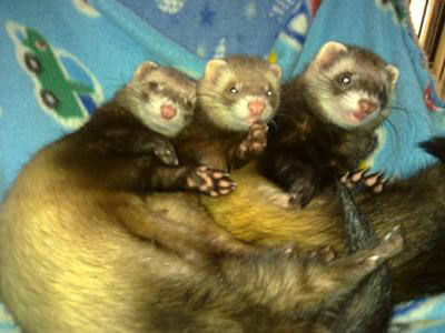 Ferret of the Month - Neytiri, Meshoe, Chi Chi