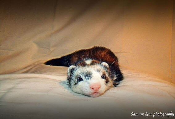 Ferret of the Month - Opey