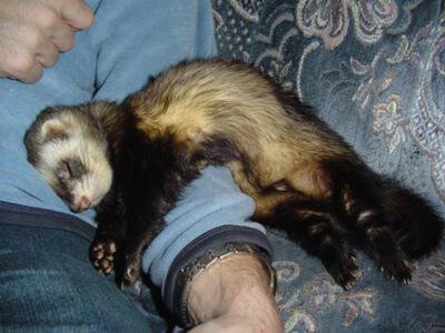 Ferret of the Month - Orpie