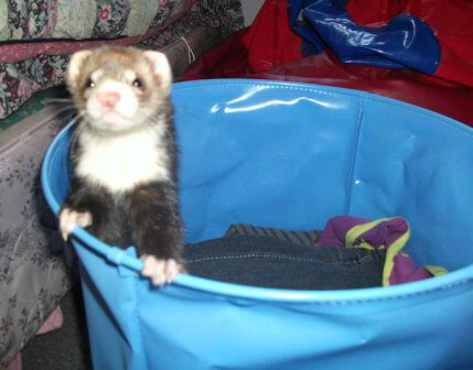 Ferret of the Month - Paige