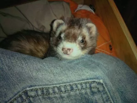 Ferret of the Month - Snickers