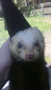 Ferret of the Month - Yahtzee, Peanut and Sir Hamish 2