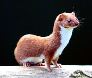 Least weasels Least weasels