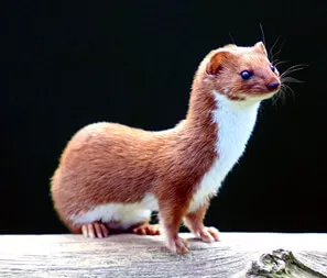 Least weasels