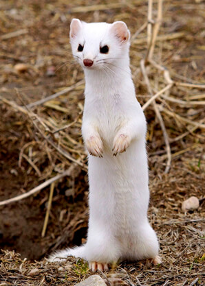 Long-tailed weasel Long-tailed weasel
