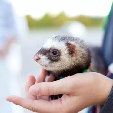 Ferrets and Children