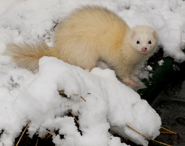 Scared or annoyed ferrets Scared or annoyed ferrets