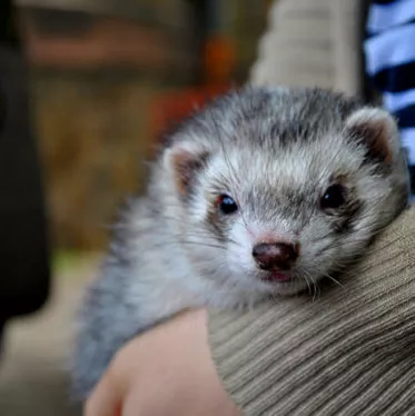 Ferret Shelter