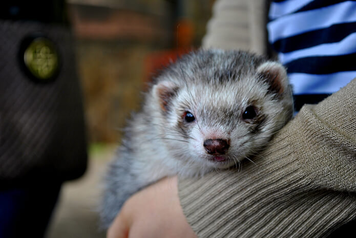 ferrets for sale australia