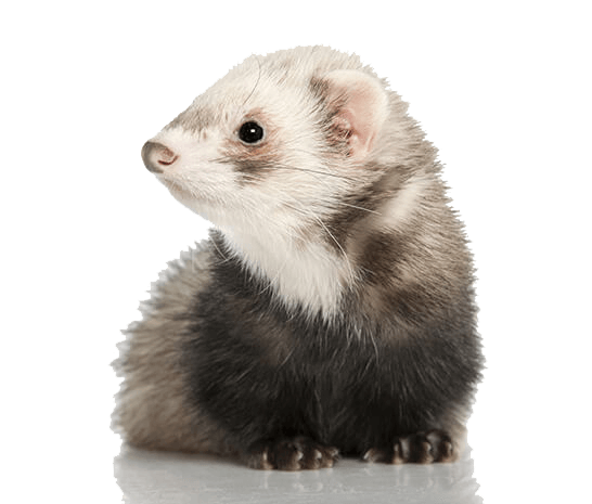 Is the ferret you are getting desexed? Is the ferret you are getting desexed?