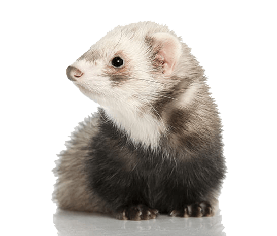 Is the ferret you are getting desexed?