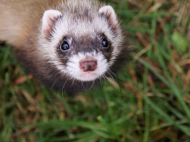 Where to buy a ferret Where to buy a ferret