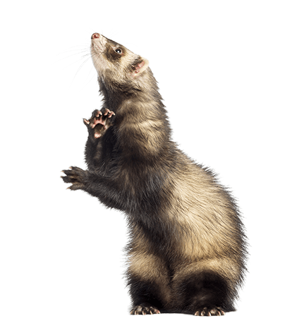 Backyard Ferret Breeder Backyard Ferret Breeder