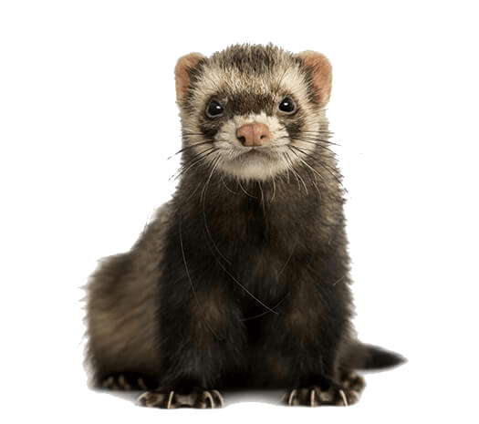 What to look for in a ferret