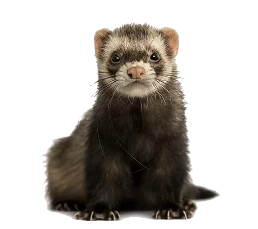 Buying sales a ferret
