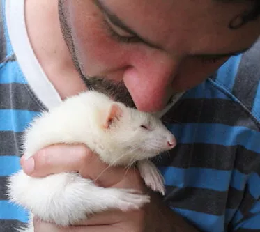 Spend time with some ferrets