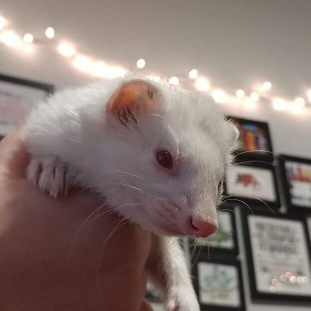 Ferret Tattoo: Get Ideas & Designs for Tattoos (2021)