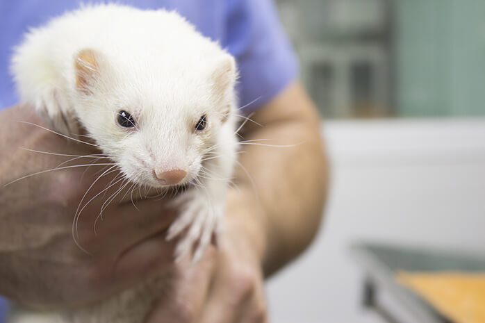 Make sure you have a good ferret knowledgable vet in your area Make sure you have a good ferret knowledgable vet in your area