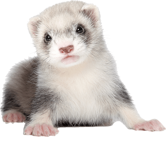 live ferrets for sale