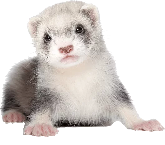 Does petsmart sell Ferrets