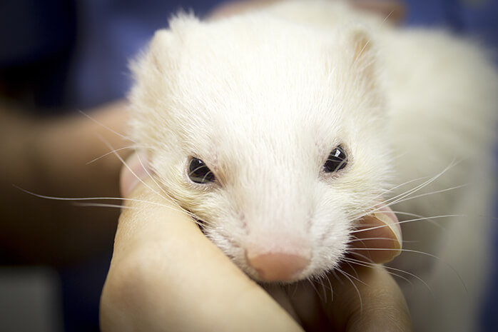 Finding A Ferret Vet Near Me - Meet Dr David Vella