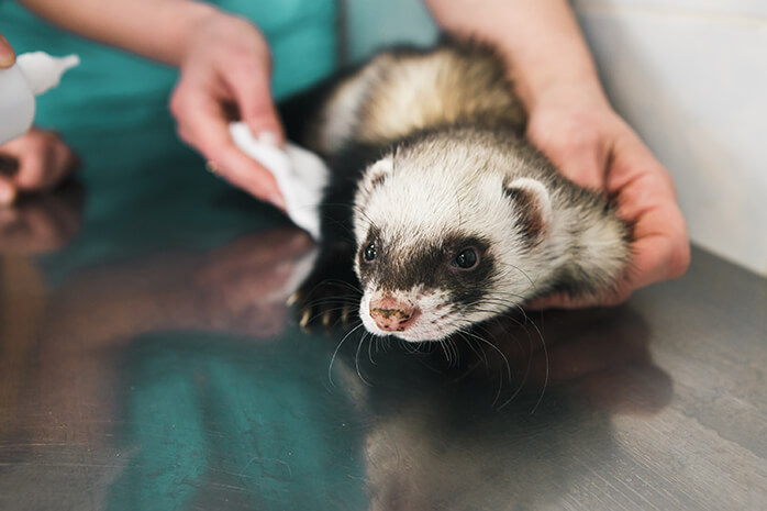 ferret doctor near me