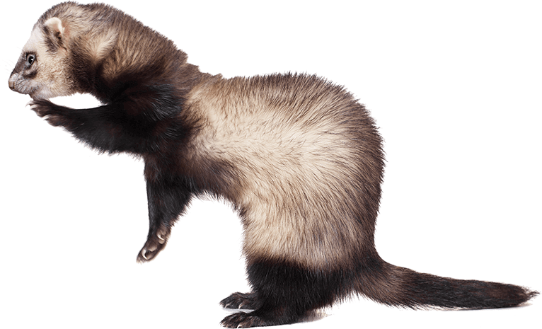 How Much Do Ferrets Cost? The Price & Money Needed How Much Do Ferrets Cost? The Price & Money Needed