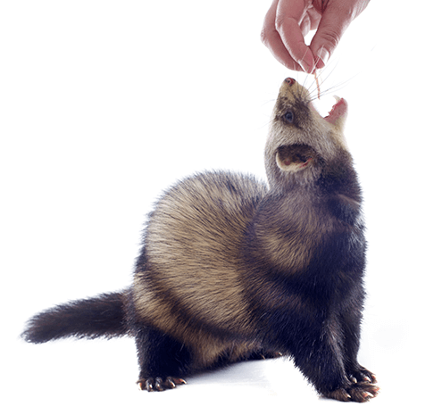 How Much Do Ferrets Cost? The Price & Money Needed How Much Do Ferrets Cost? The Price & Money Needed