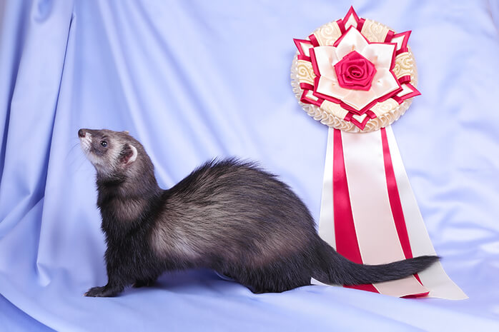 How to pick a ferret breed and type How to pick a ferret breed and type