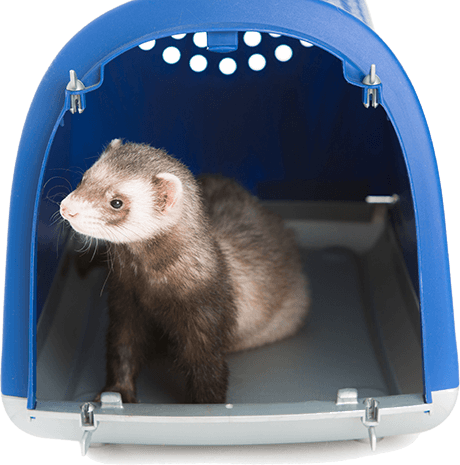 Litter and Litter Boxes Litter and Litter Boxes