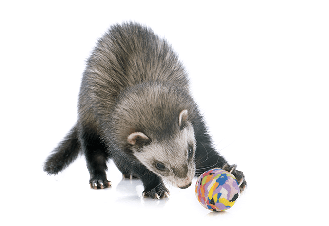 How Much Do Ferrets Cost? The Price & Money Needed