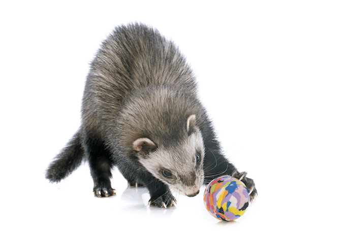 How Much Do Ferrets Cost? The Price & Money Needed How Much Do Ferrets Cost? The Price & Money Needed