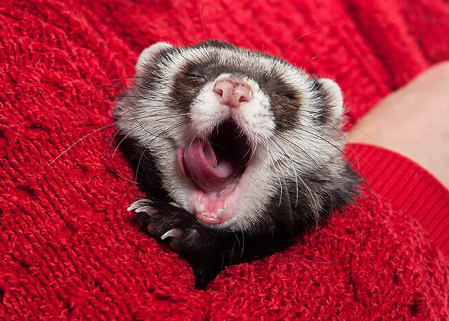 Finding A Ferret Vet Near Me - Meet Dr David Vella