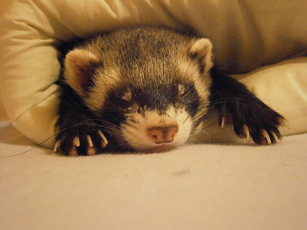 Watching your ferret Watching your ferret