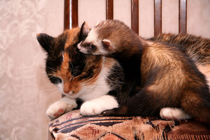 Treat other household pets Treat other household pets