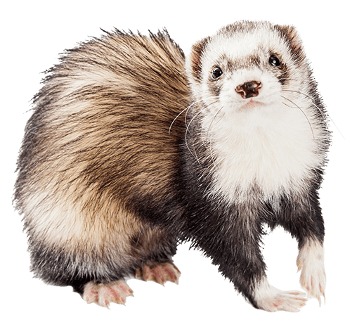 best ferret litters