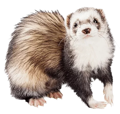 Ferret pellet litter on sale