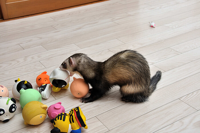 ferret safe toys