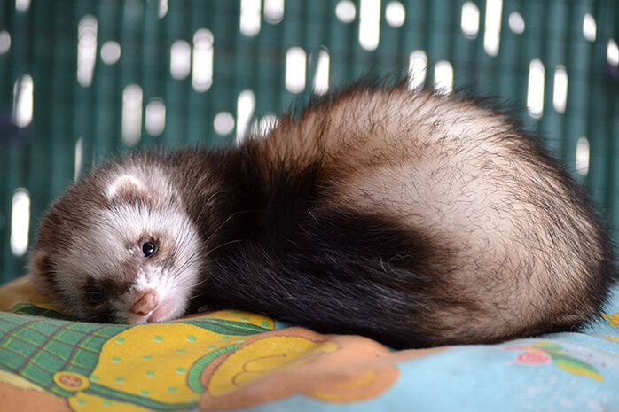 cleaning litter box ferret cleaning litter box ferret