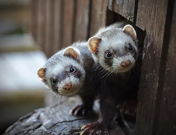 do ferrets eat human babies